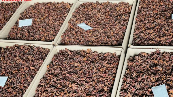 Hoa hồi Nguyên Cánh