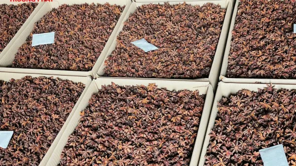 Alternative view of Hoa hồi Nguyên Cánh